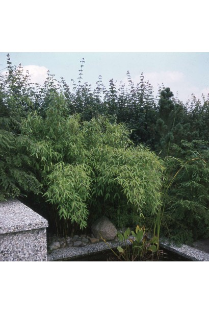 Бамбук Пінгу